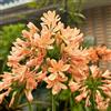 Generic agapanto agapanthus crescita balcone in vaso Facile curare ufficio 100semi