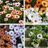 Generico Semi di Margherita Africana Dimorfoteca in miscuglio, Fiori ideali per Aiuole, Bordature e Vaso, Semi rari African daisy seeds