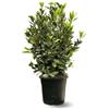 Générique Attitude Jardin - Alloro salsa - laurus nobilis - 100-110 cm - ⌀ 22 cm - pianta da esterno