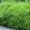 GardenersDream Fargesia Rufa - Bambù resistente e non invasivo - Perfetto per protezione della privacy e decorazione giardino.