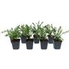 GARDENZO Set di piante da giardino resistenti all'inverno, facile da pulire, a crescita fitta, vaso da 9 cm, 10-25 cm (Lonicera nitida)