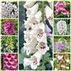 Generico Semi fiori Digitale mix colori Digitalis purpurea foxglove sementi naturali no OGM