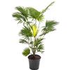 GardenersDream Livistona Fan Palm, grande pianta tropicale da interno, vera sempreverde, alta e maestosa.