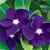 Generic 40+ Pervinca Viola profondo, Vinca, Frangrante, Lunga durata, annuale, resistente ai cervi