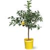 Générique Attitude Jardin - Limone yuzu - agrume mediterraneo - albero da frutto - 75-85 cm - ⌀ 22 cm