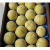 Vivaio Garden Forest Pesco Ghiaccio Albero da Frutto | Pesche Bianche Dolci, Per Giardino e Frutteto, Pianta da Frutto