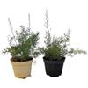 Generico Piantine Asparago Sprengeri 2 Piante in Vaso cm. 12