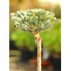 Generisch Abies koreana kohouts icebreaker 60-80 cm rifinito su tronco
