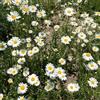 Generic Leucanthemum interno giardino resistente decorazioni esterni raro 800semi