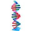 YARNOW Kit Struttura Dna Doppia Spirale in Plastica, Strumento Didattico | Studio Biologia Genetica, Costruzione Scientifica, Dettagli Realistici, Leggero e Compatto per Lezioni