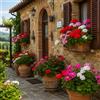 Generico Miscuglio di Semi di Geranio, Fiori Rossi, Rosa, bianchi e Arancioni pianta perenne Geranium Seeds Geraniensamen Graines de géranium Semillas de geranio 10 Semi