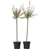 Plant in a Box - Salix 'Flamingo' - Set di 2 - Stelo di Salix - Salice cinese - Pianta da giardino - Resistente all'inverno - Vaso 19cm - Altezza 90-110cm