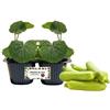 P. Piantine da Orto | Zucchino Chiaro, pack da 2 piante, Pianta Pronta per il Trapianto, Pianta Vera da Orto, da Balcone e da Esterno, Vivaio Italiano