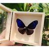 Guoyoocc Farfalle squisite Insetto Esemplare,tassidermia di Farfalle,Vera Taxidermia sotto Vetro Montato in Un Elegante Telaio in Legno 3D Fatto a Mano,Farfalla Ornamento,Regalo di Artigianato