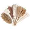 PIKABOOM 125 Pezzi di Pampas Erba Secca Set - Coda di Lepre Essiccata Beige & Bianco, Erbe Naturali per Decorazioni di Nozze & Casa