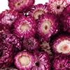 SSyang 120 Pz Mini Fiori Secchi per Resina, Veri Piccoli Fiori Secchi Naturali per Artigianato in Resina, Colorati per Piccoli Pressati per Fai da Te,Viola