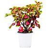 Bonplants Coleus Solenostemon Pianta Ornamentale Vaso 17 cm (Lamiaceae)