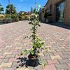AMDGarden Rhincospermum Jasminoides variegato falso gelsomino in vaso 18 cm sempreverde rampicante