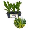 P. Piantine da Orto | Catalogna Puntarelle, Pianta da Orto o Balcone Pronta al Trapianto, Kit da 9 Piantine, Pianta Vera da Esterno, Vivaio Italiano