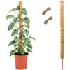 HMCEY Supporto Monstera,HMCEY Bastone per Piante Rampicanti 120 CM