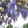 Generic 10 Samen/bag Glyzinien Samen Glyzinie Bonsai Blumensamen Baumsamen 11 Farben Glyzinien Pflanzen DIY für Hausgarten 8