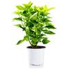 Bonplants Coleus Solenostemon Pianta Ornamentale Vaso 17 cm (Lime Time)