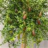 Gardenaria Limone Caviale Rosa Finger Lime Microcitrus australasica, Pianta di Agrume da Frutto in Vaso, 70/80 cm, Vaso 22, Verde
