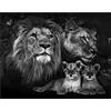 SHEGZHUC Diamond Painting Leone e Baby - 40 x 50 cm Dipingere con i numeri, per adulti - Animali