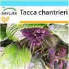 SAFLAX - Confezione regalo - Pianta pipistrello - 10 semi - Tacca chantrieri