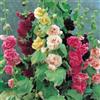 SVI HOLLYHOCK SEED, rosa, rosso e giallo S ORGANICO HOLLY HOCK