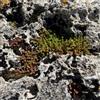 Generic Sedum sostenibili giardino ufficio interno resistenti in vaso 70semi