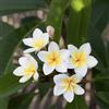Generic 1 Talee - Plumeria (Frangipani) * BIANCO