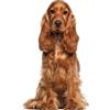 Younikat Adesivo Finestra English Cocker Spaniel Fronte Retro - dv1321