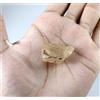 Topazio dorato giallo naturale certificato 43,30 ct pietra preziosa rara grez...