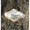 Topazio dorato giallo naturale non trattato 46,80 ct pietra preziosa certific...