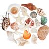 Fangoo 20 Pezzi Grandi Misto Spiaggia Conchiglie, Stella Marine Naturali fino a 14 cm, Conchiglie Perfette per Decorazione Artigianale Fai-da-Te per Feste