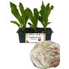 P. Piantine da Orto | Radicchio Lusia Tardivo, Kit 9 Piantine, Pianta Pronta per il Trapianto, Pianta Vera da Orto, da Balcone e da Esterno, Vivaio Italiano