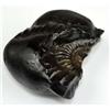 Sudarsahan Shaligram - 410 Grammi / 3,62"