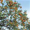 Generic kumquat, balcone in vaso serre interna resistenti 80semi