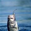 Marchfunny Ami da pesca in acciaio ad alto tenore di carbonio, misura 12, gambo lungo (4 #)
