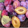 Vivaio Garden Forest Pianta da Frutto Susina Coscia di Monaca in Vaso | Prunus domestica insititia, Varietà Antica, Polpa Soda, Frutti Oblunghi, Gialli o Blu