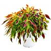 Bonplants Coleus Solenostemon Pianta Ornamentale Vaso 17 cm (Flame Thrower Serrano)