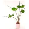POWERS TO FLOWERS - ALOCASIA STINGRAY, ORECCHIE D'ELEFANTE, IN VASO CERAMICA ROSA ANTICO, VASO 14CM, pianta vera