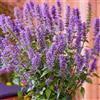 GardenersDream Agastache Purple Haze Piante da Giardino Pronte per Esterni Pianta Perenne Resistente in Vaso