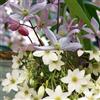 ClematisOnline 2 piante rampicanti Clematidi sempreverdi: Clematide Apple Blossom e Clematis Early Sensation - Bianche, Perenni e Sempreverdi | 2 vasi da 1,5 litri