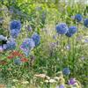 Generic Aglio ornamentale - Allium giganteum selvatici balcone giardino decorazione balcone rizoma giardino di primaverili regalare rari a primaverile 5bulbi