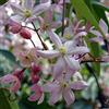 ClematisOnline Clematis armandii 'Apple Blossom' (Sempreverde e Resistente) - Pianta rampicante perenne - rosa - Vaso da 2 litri | Clematide-Clematidi Piante rampicanti online