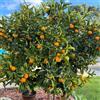Generic kumquat, resistenti in vaso interna d'appartamento 40semi