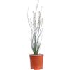 eGarden.store eGarden.storre - Pianta vera di Asfodelo o Asphodelus Fistulosus | Altezza: 45 cm - Diametro vaso: 15 cm | Erbacea da fiore bianco-rosa ornanentale, resistente e adattabile da coltivare all'esterno