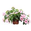 eGarden.store Pianta vera di Vinca Pendula o Pervinca da fiore vai colori tappezzante ornamentale da esterno venduta da eGarden.store (Rosa)